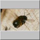 Anthophora plumipes - Pelzbiene w03.jpg